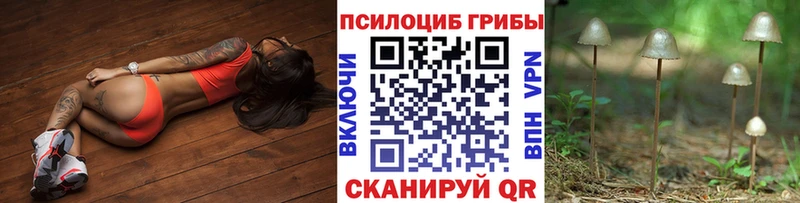 Псилоцибиновые грибы Psilocybe Димитровград