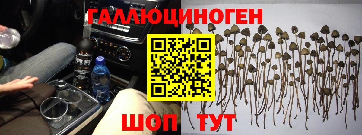 Галлюциногенные грибы Psilocybe  Вход с VPN  Димитровград 